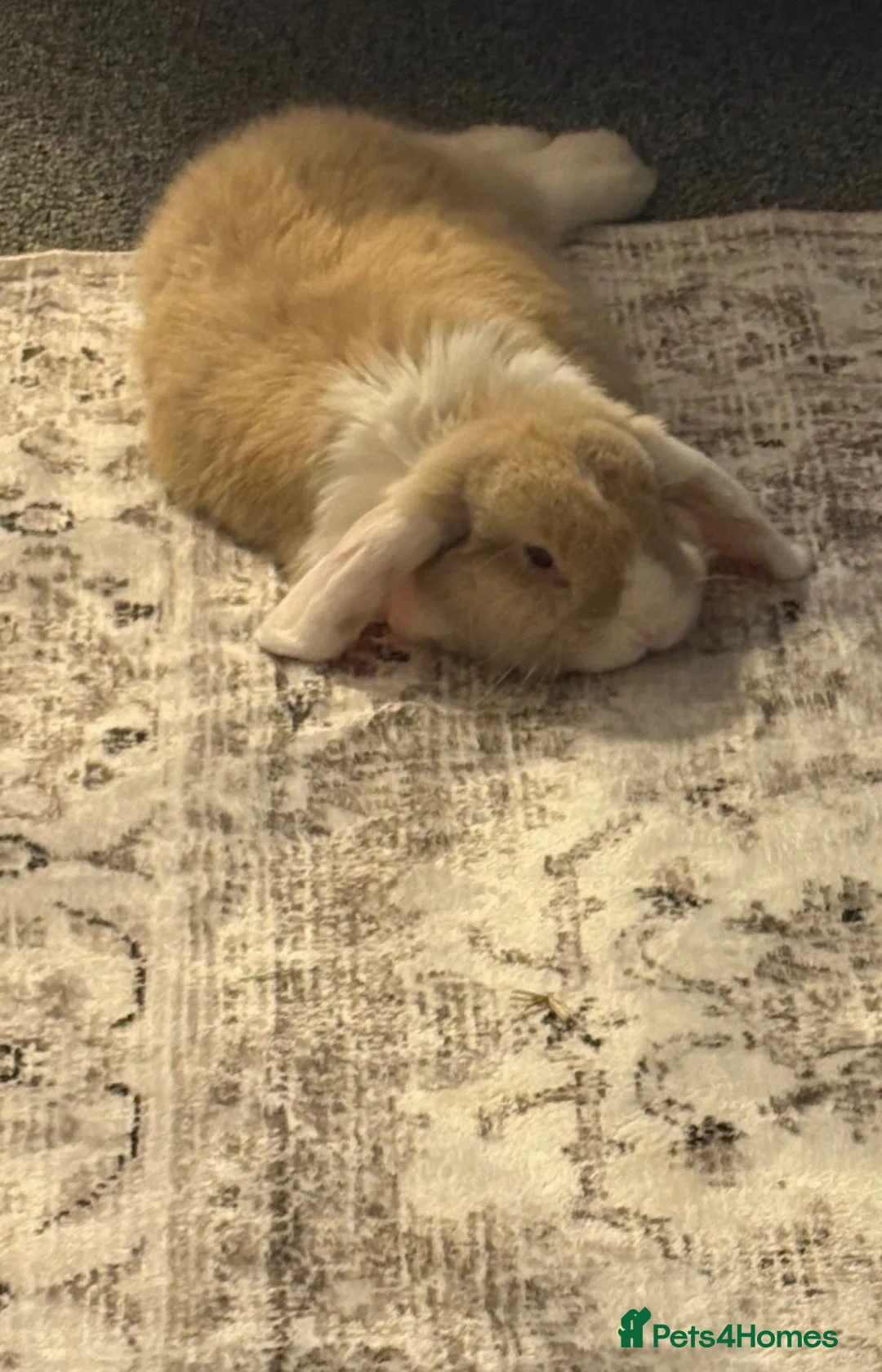 Mini Lop rabbits for sale: Male mini lop - Advert 2