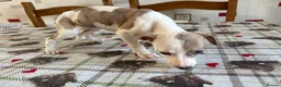 Whippet dogs for sale: Whippet puppies in Chesterfield - Advert 2