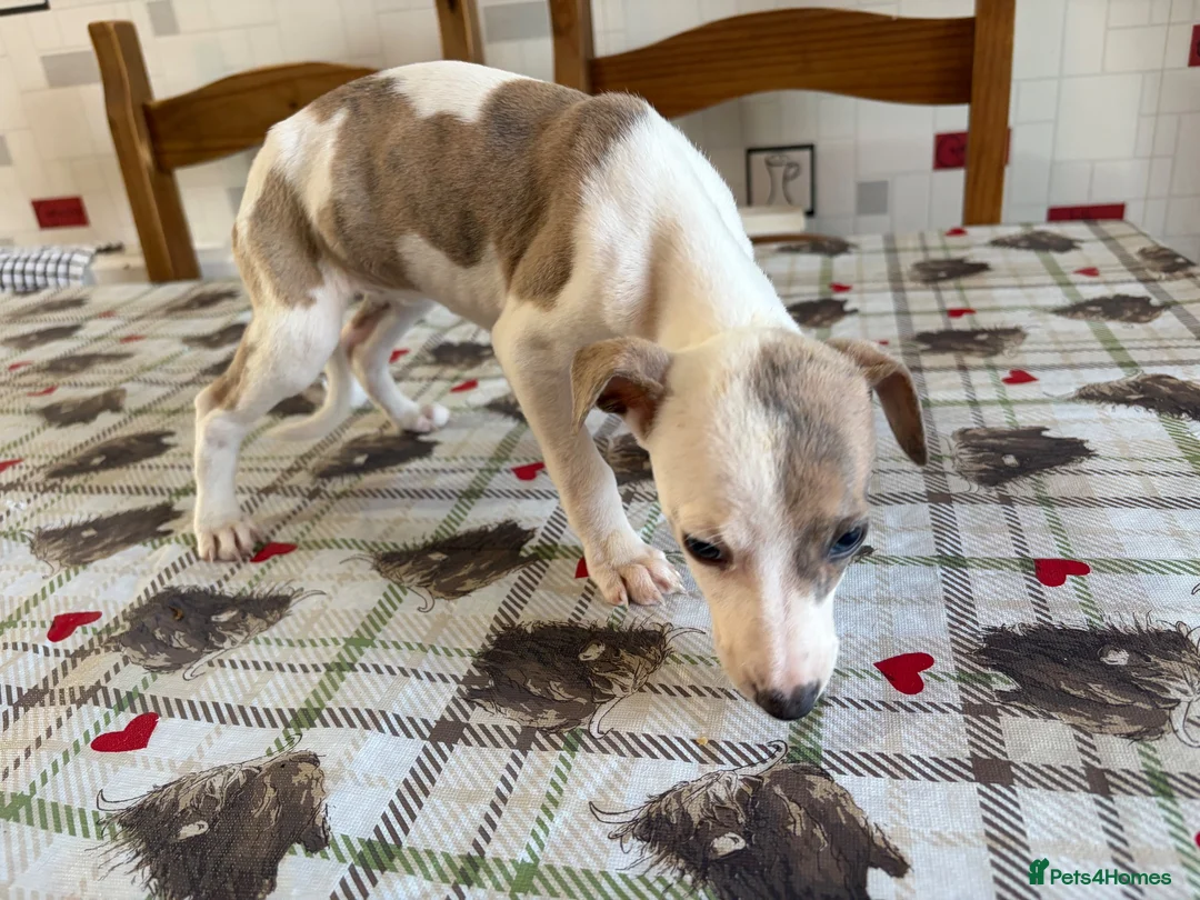 Whippet dogs for sale: Whippet puppies in Chesterfield - Advert 2