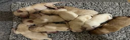 Labrador Retriever dogs for sale: KC REGISTERED FOX RED & YELLOW LABRADOR PUPPIES - Advert 5