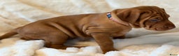Hungarian Vizsla dogs for sale: Beautiful Hungarian Vizsla Puppies – 5⭐ Homes Only - Advert 16