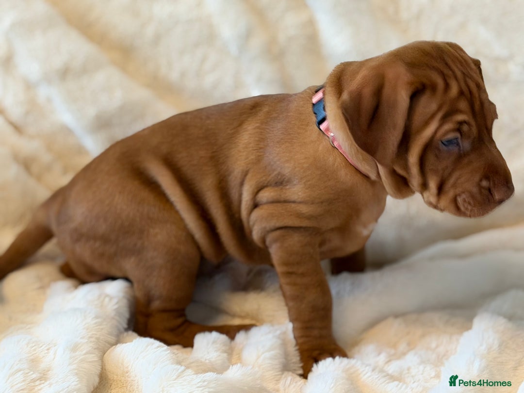 Hungarian Vizsla dogs for sale: Beautiful Hungarian Vizsla Puppies – 5⭐ Homes Only - Advert 16