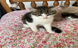 British Shorthair cats for sale: Male kitten four months  - Image 1