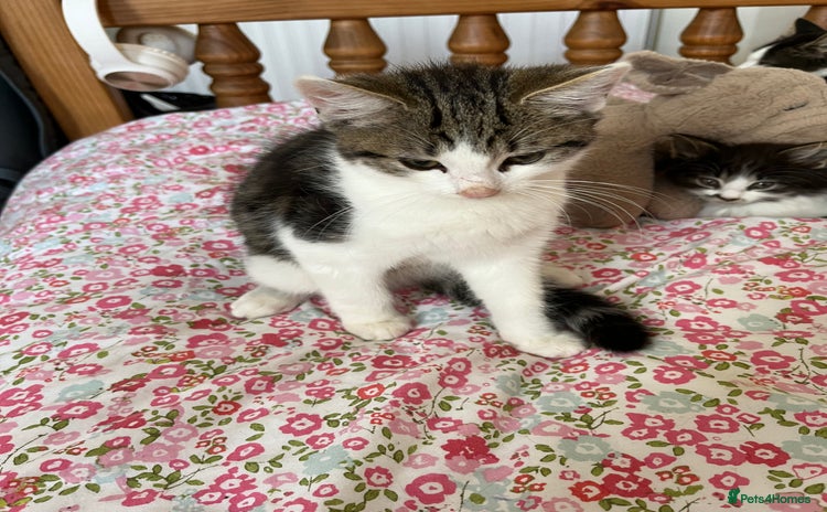 British Shorthair cats for sale - Advert 2