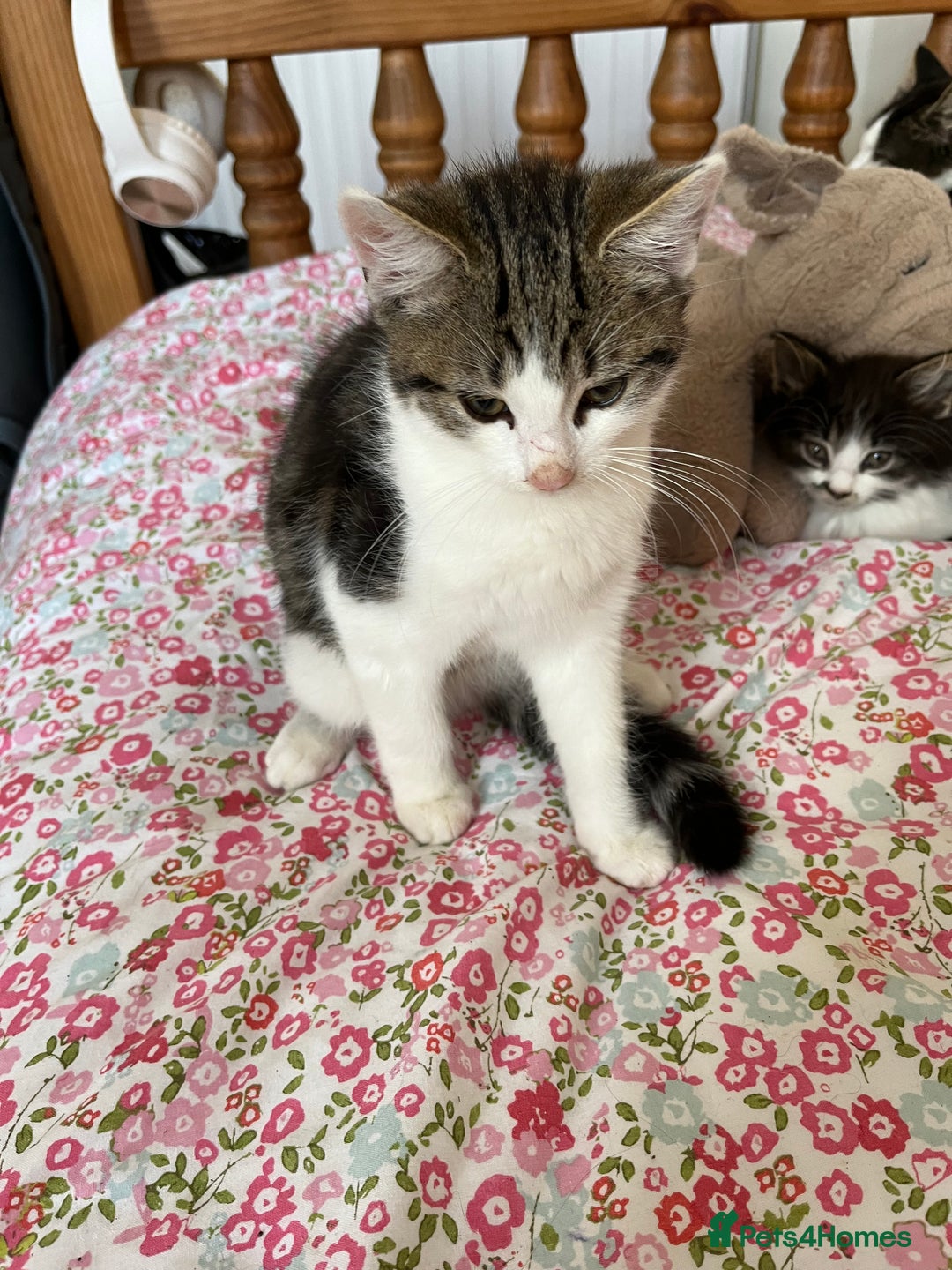 British Shorthair cats for sale: Male kitten four months  - Image 1