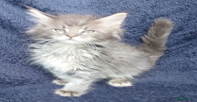 Maine Coon cats - Advert 9