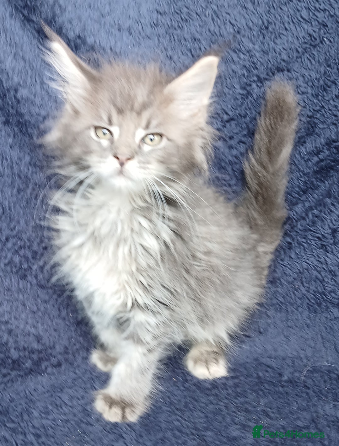Maine Coon cats for sale: Beautiful TICA reg Maine Coon kittens - Image 4