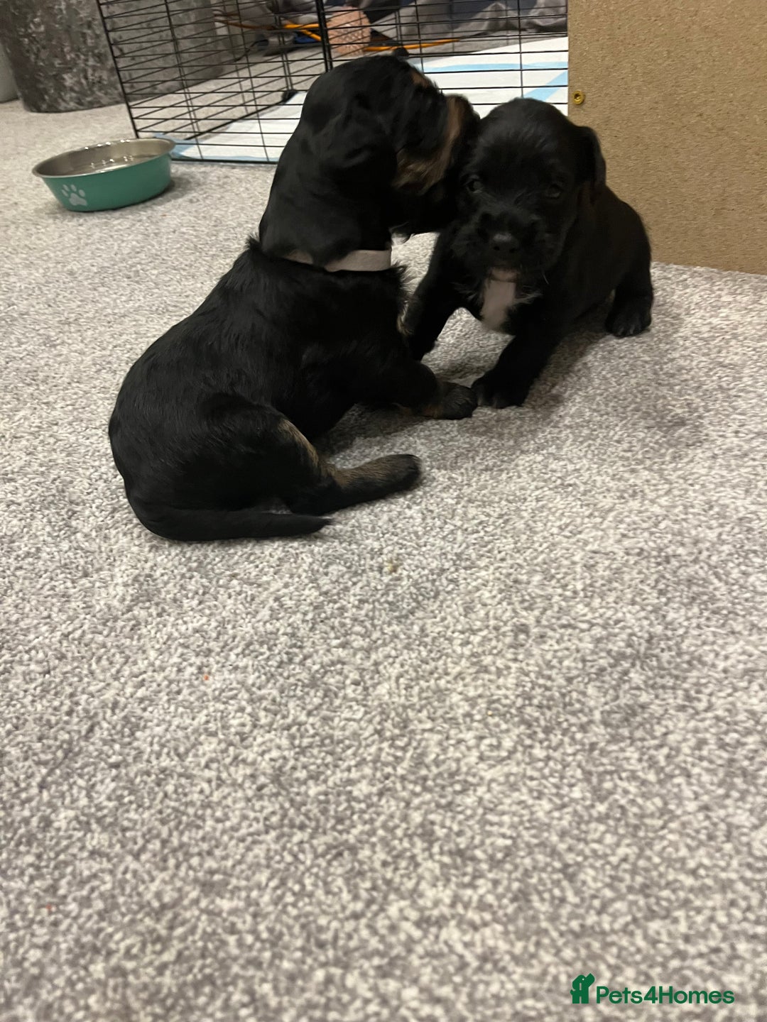 Mixed Breed dogs for sale: Sprocker puppy’s  - Image 3