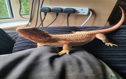 Bearded Dragon reptiles for sale: Red Bearded Dragon needs a new home - Image 1