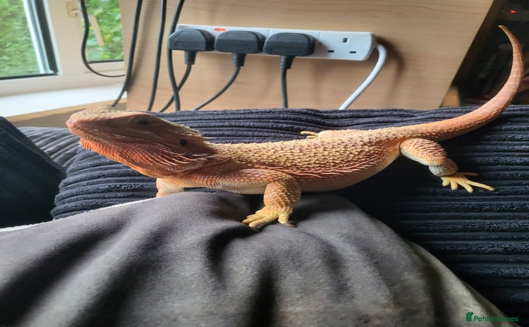 Bearded Dragon reptiles - Advert 1