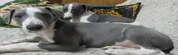 Whippet dogs for sale: Show quality KC reg pups - Advert 23