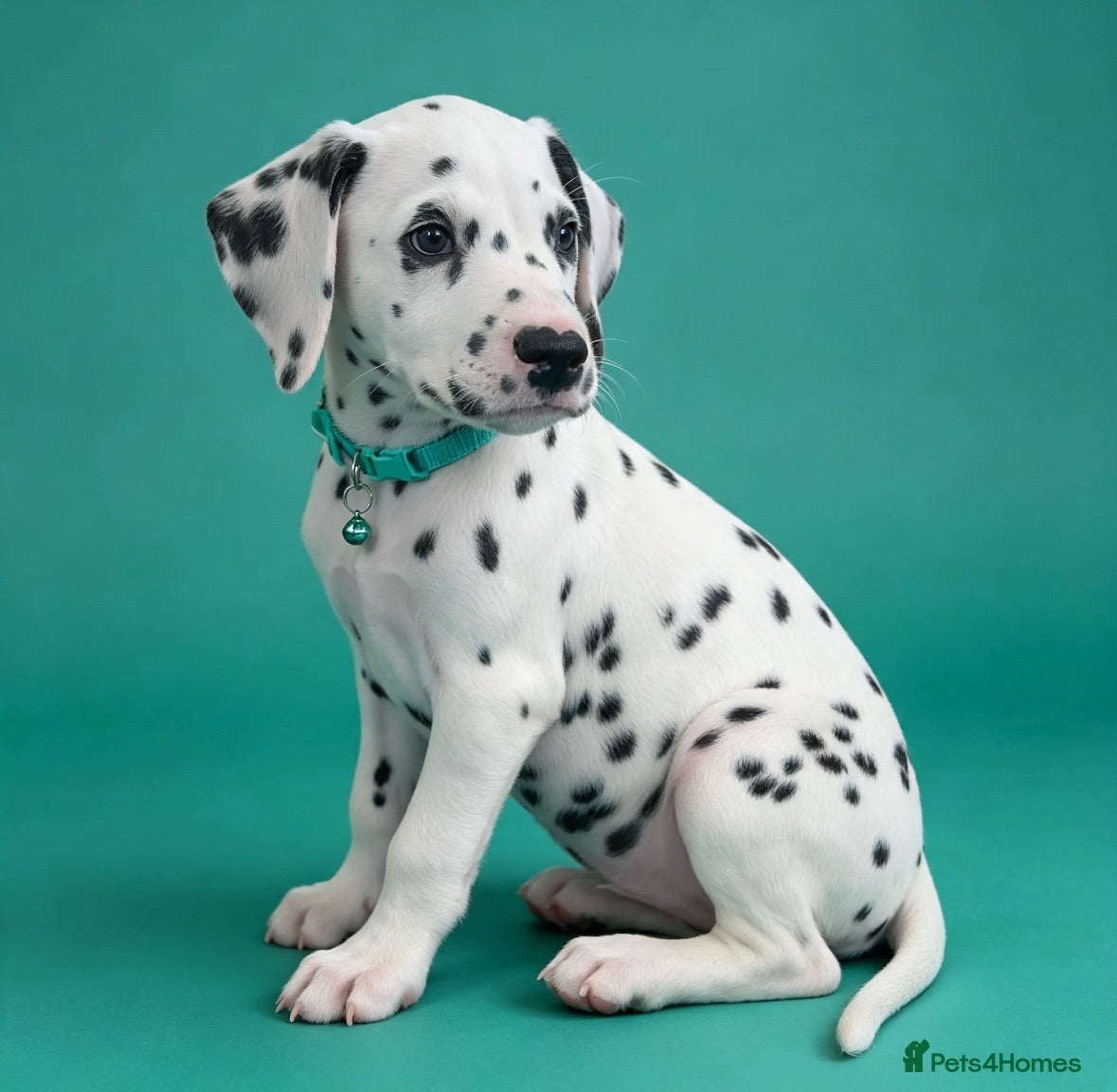 Dalmatian dogs Beautiful Dalmatian puppies ready to reserve  - Advert 1