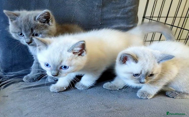British Shorthair cats - Advert 1