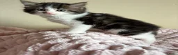 Mixed Breed cats for sale: British Short Hair Cross Ragdoll Kittens  in Selby - Advert 34
