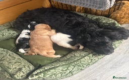 Cockapoo dogs for sale: Unique Cockapoo Puppies - Image 3