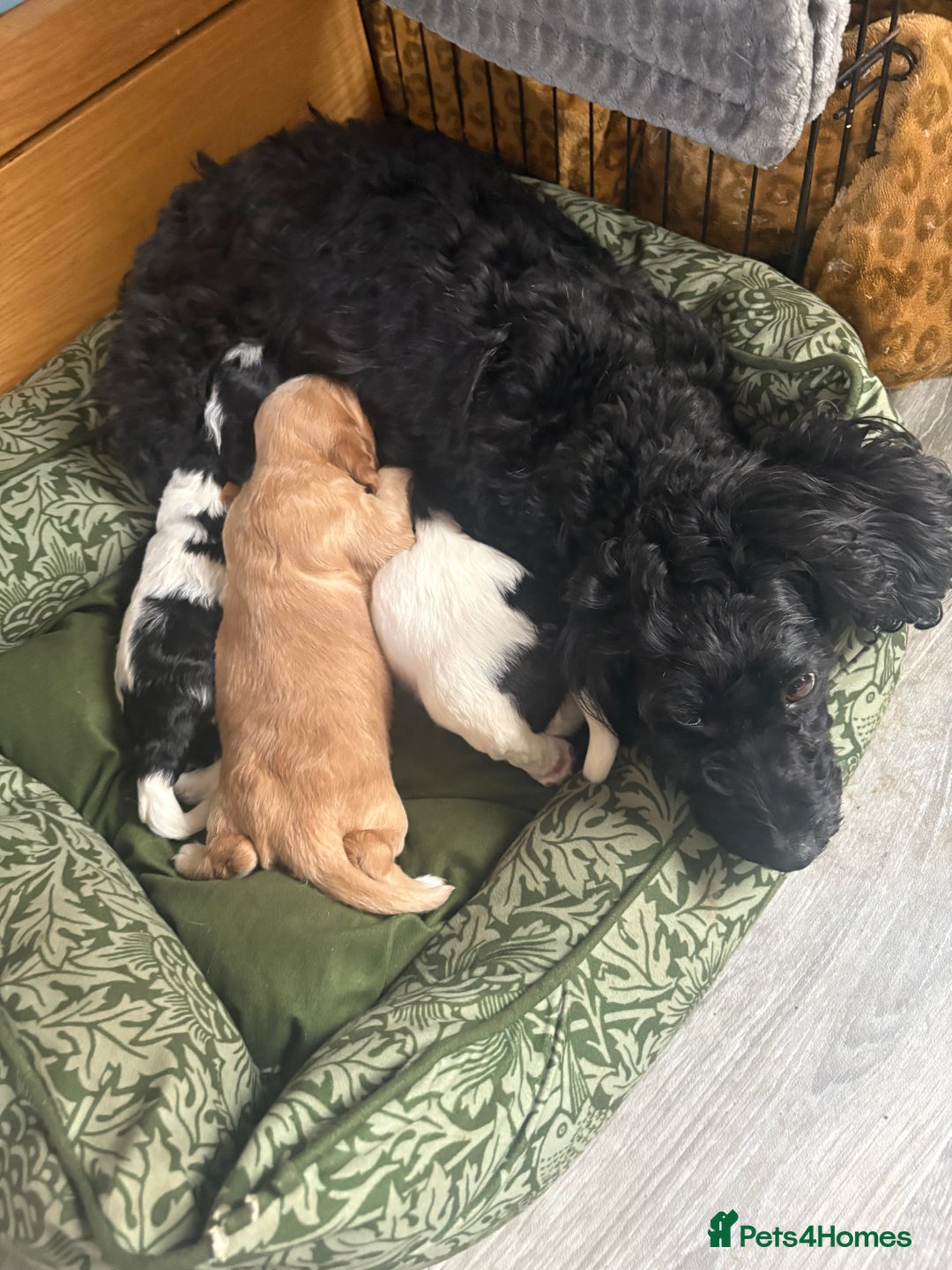 Cockapoo dogs for sale: Unique Cockapoo Puppies - Image 3