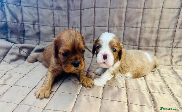 Cavalier King Charles Spaniel dogs - Advert 1