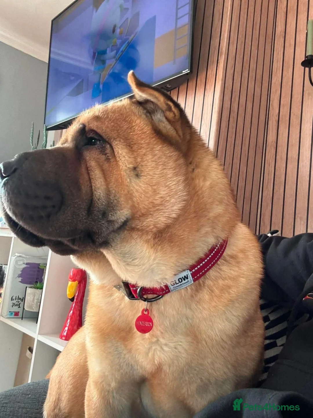 Mixed Breed dogs for sale: Sharpei/ chow chow  in Winchester - Advert 2