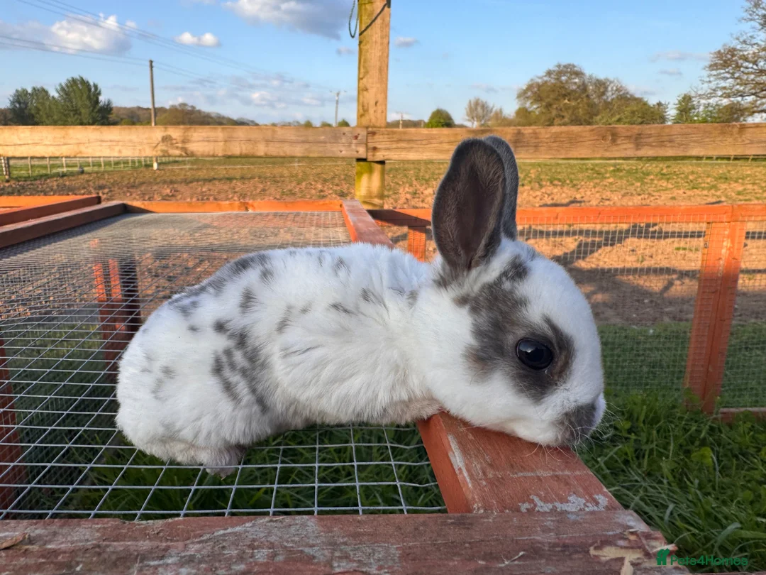 Rex rabbits for sale: Pedigree Mini Rex girls !!  - Advert 2