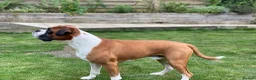 Boxer dogs for stud: Super family pet boxer for stud in Haywards Heath - Advert 6