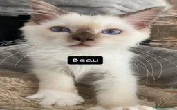 Ragdoll cats for sale: One left chocmink tabby mitted male  - Image 1