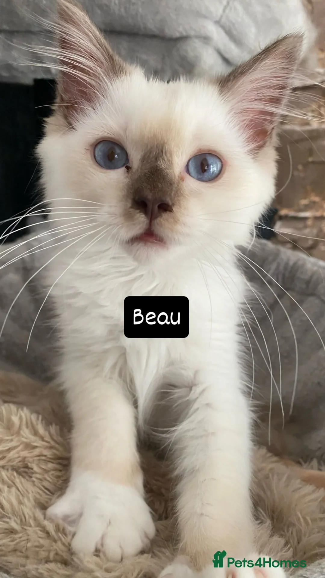 Ragdoll cats for sale: One left chocmink tabby mitted male  - Image 1