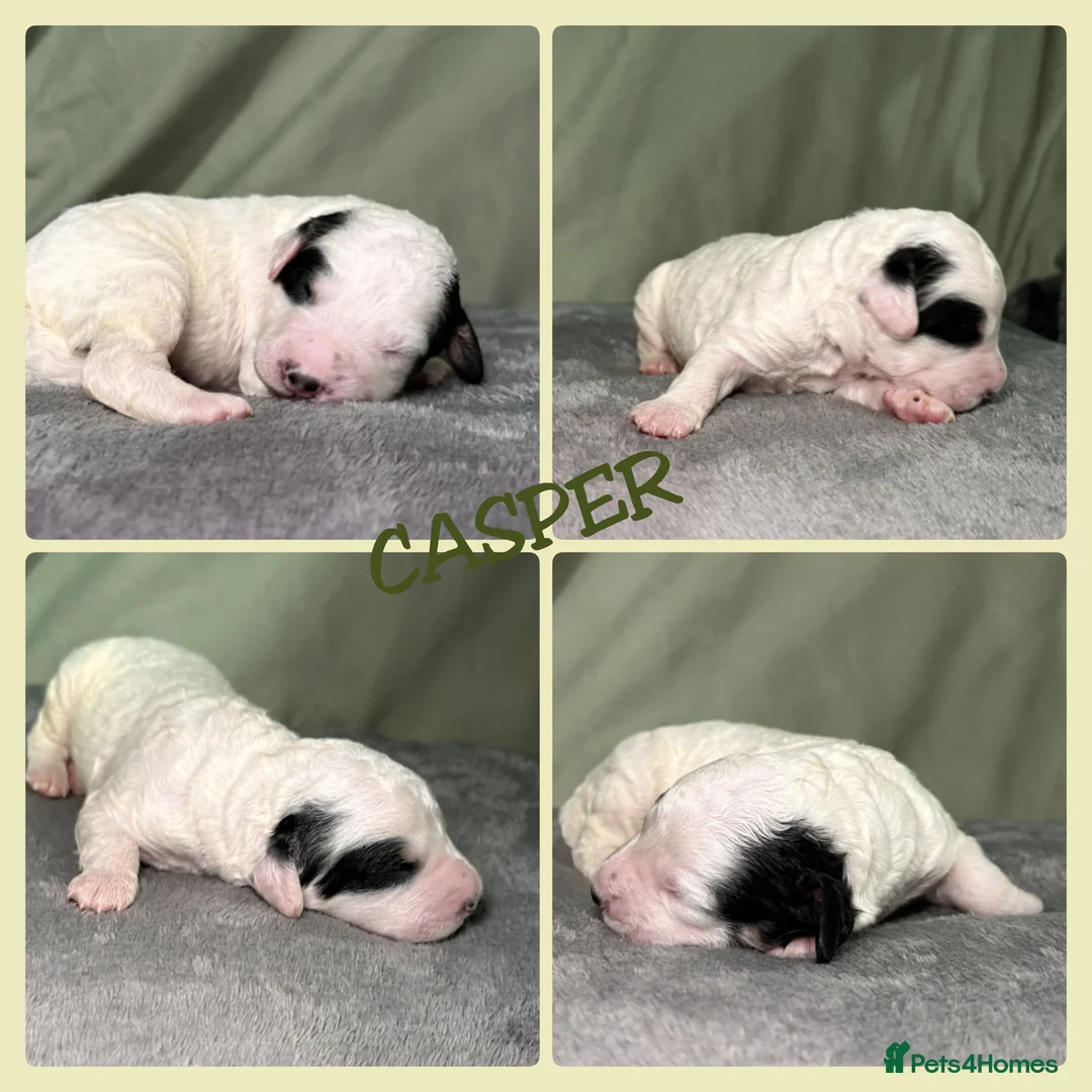 Bernedoodle dogs for sale: Stunning Bernedoodles💕DNA Health Tested Parents ! - Advert 25