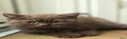 British Shorthair cats for sale: Chocolate & Cinnamon ⭐ British Shorthair Kittens  - Advert 22