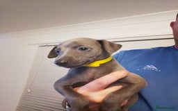 Whippet dogs for sale: Gorgeous blue whippets  - Image 2