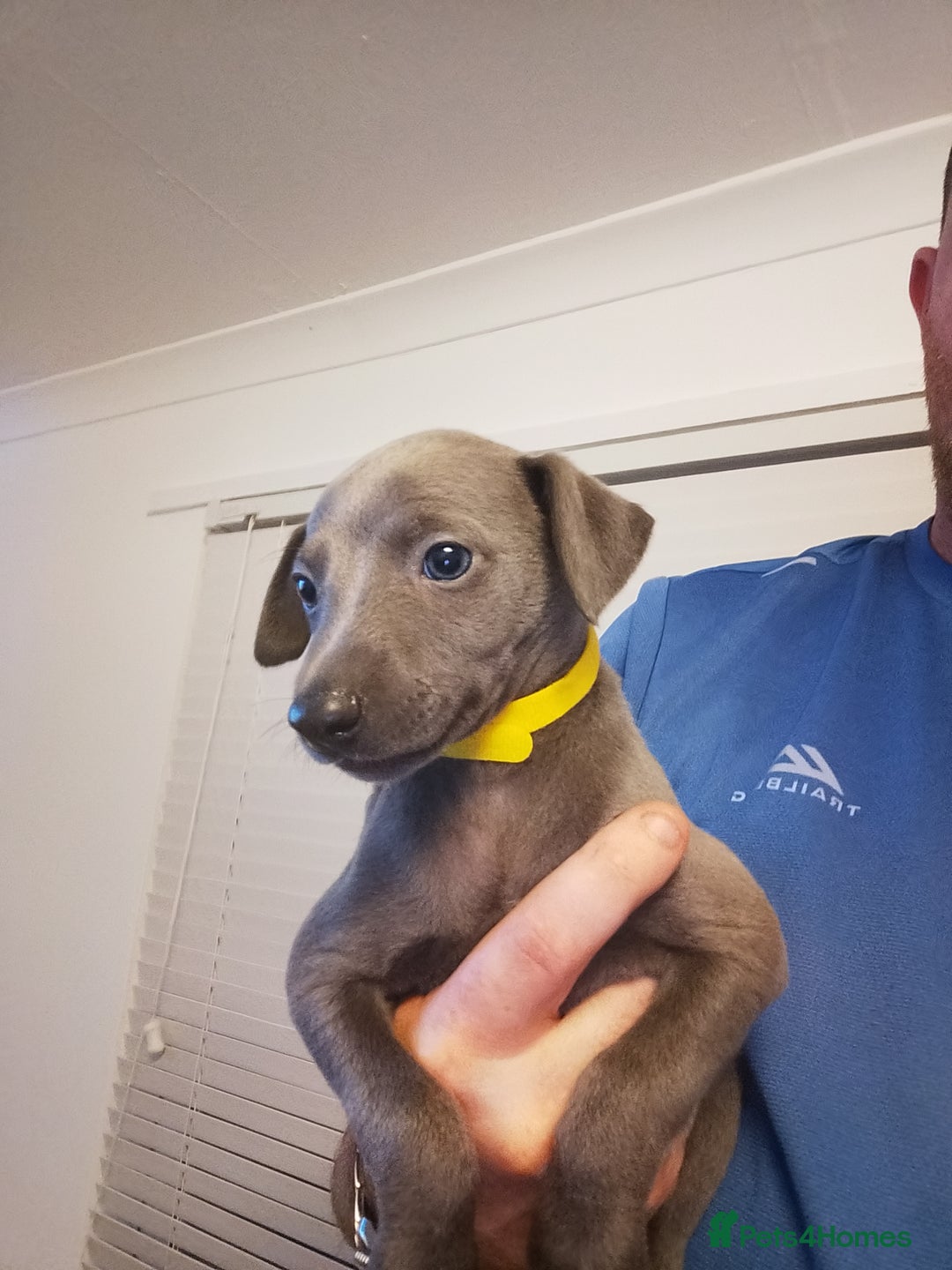 Whippet dogs for sale: Gorgeous blue whippets  - Image 2