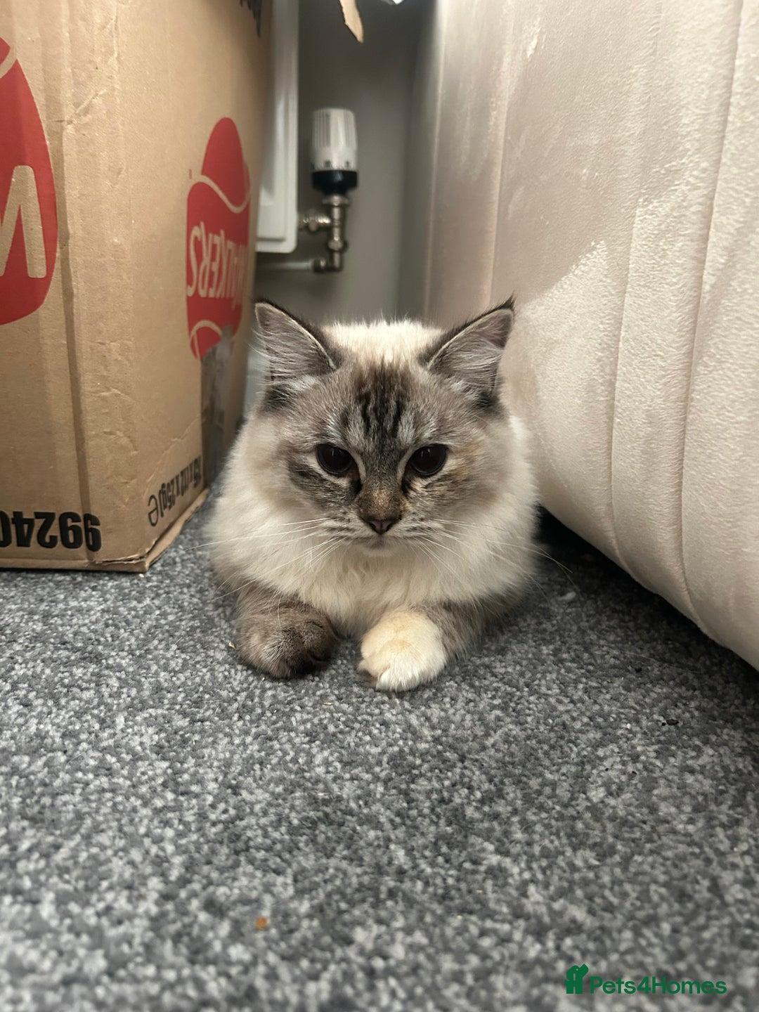 Ragdoll cats for sale: Champion bloodline ragdoll kitten - Advert 3