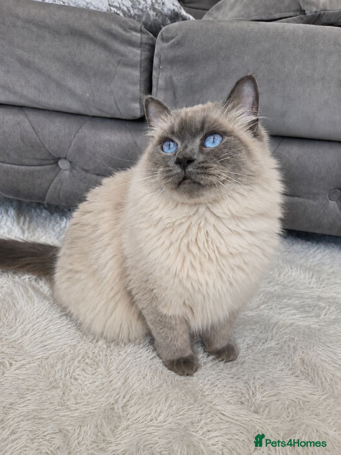 Siberian cats GCCF neva Champion bloodlines siberians - Advert 2