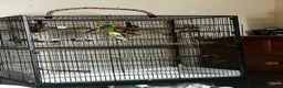 Budgerigars birds for sale: 2 bonded budgies, flight cage and toys  in Salisbury - Advert 5