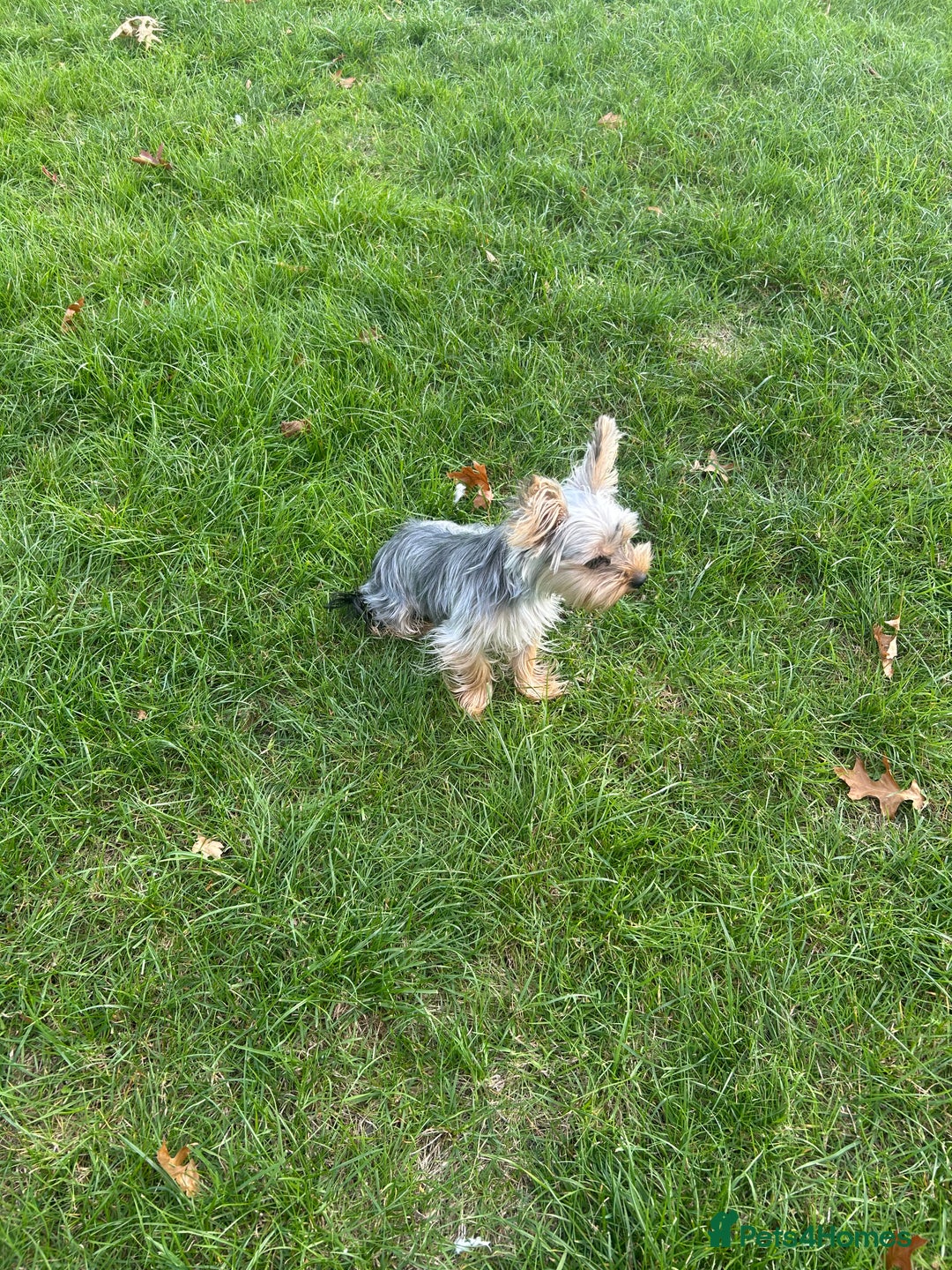 Yorkshire Terrier dogs for sale: I'm looking for a new family - Image 5