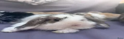 Mini Lop rabbits for sale: Beautiful fluffy mini lops  - Advert 10
