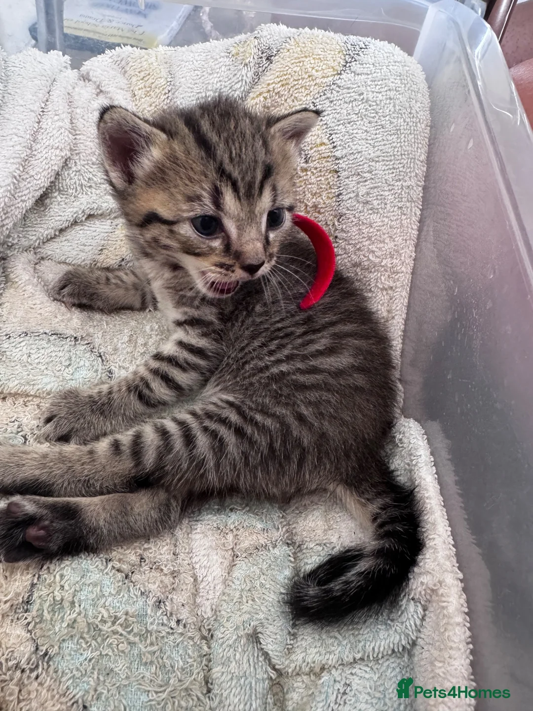 Domestic Shorthair cats for sale: domestic Shorthair Kittens  - Advert 10