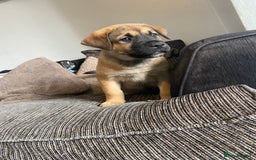Mixed Breed dogs for sale: Rottweiler x Akita puppy  - Image 10