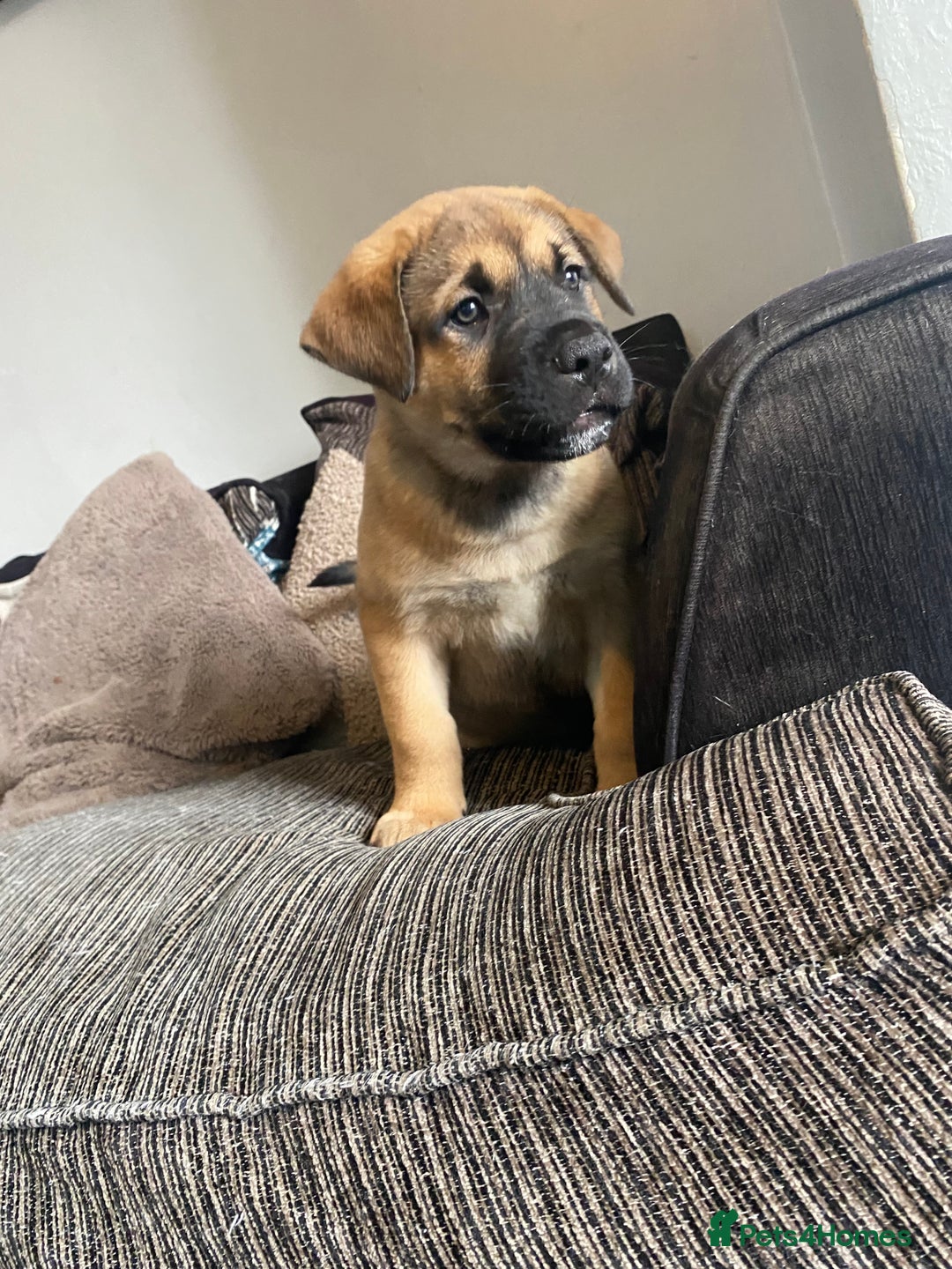 Mixed Breed dogs for sale: Rottweiler x Akita puppy  - Image 10