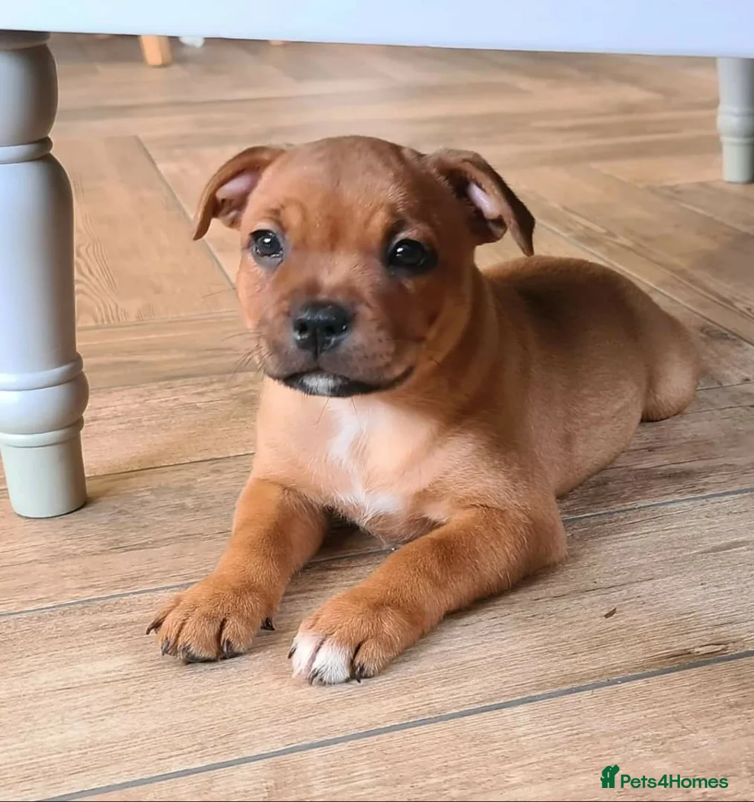 Staffordshire Bull Terrier dogs for stud: 🥨CHIEF CHAMPION SIRED.🥨🏆  in Rochdale - Advert 16
