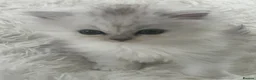 Persian cats for sale: Persian boy  - Advert 10
