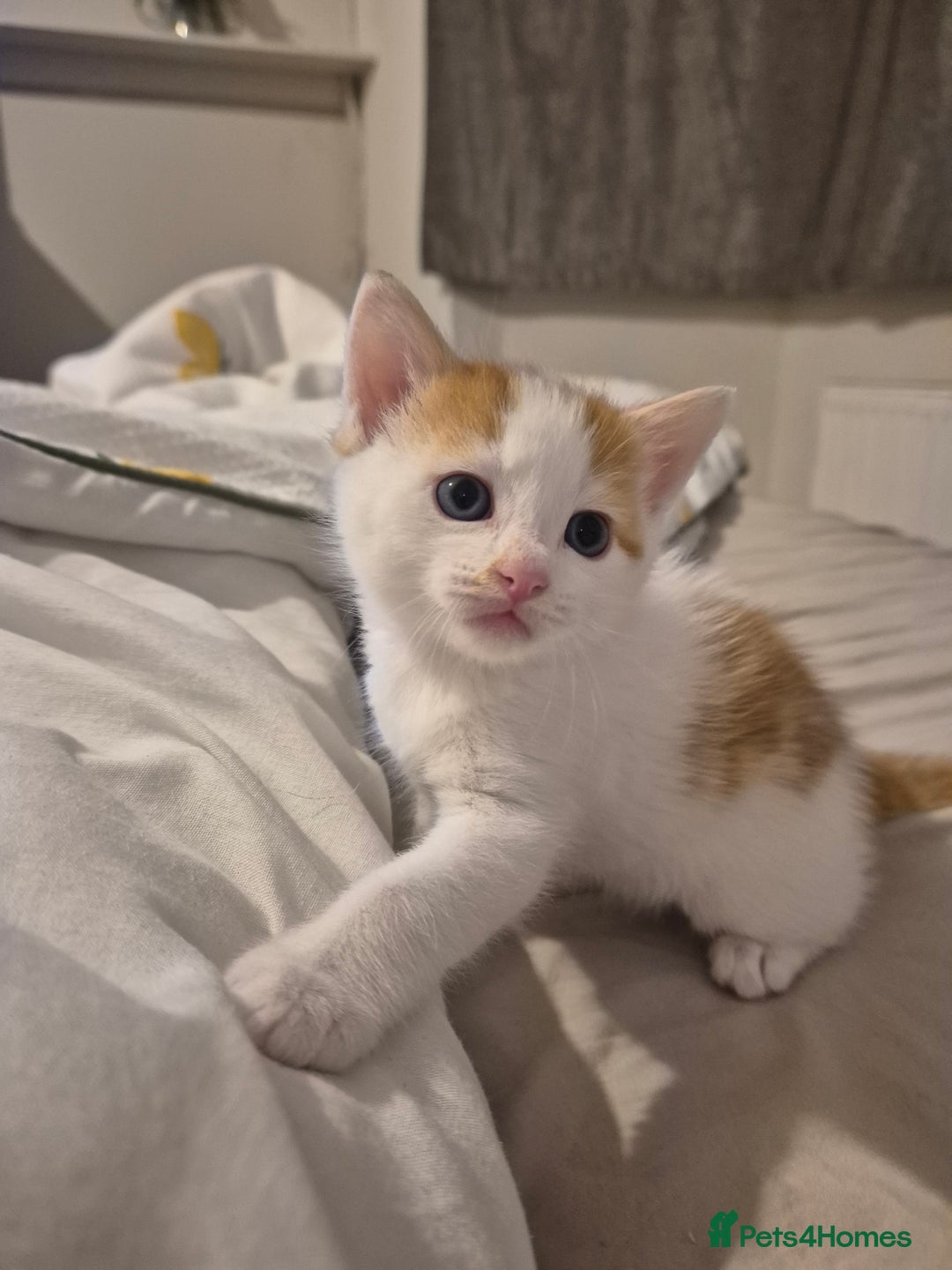 Domestic Shorthair cats for sale: 3 beautiful kittens - Advert 13