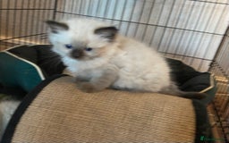 Ragdoll cats for sale: Ragdoll Kittens - Image 7