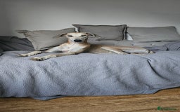 Greyhound dogs for sale: Greyhound  - Image 2