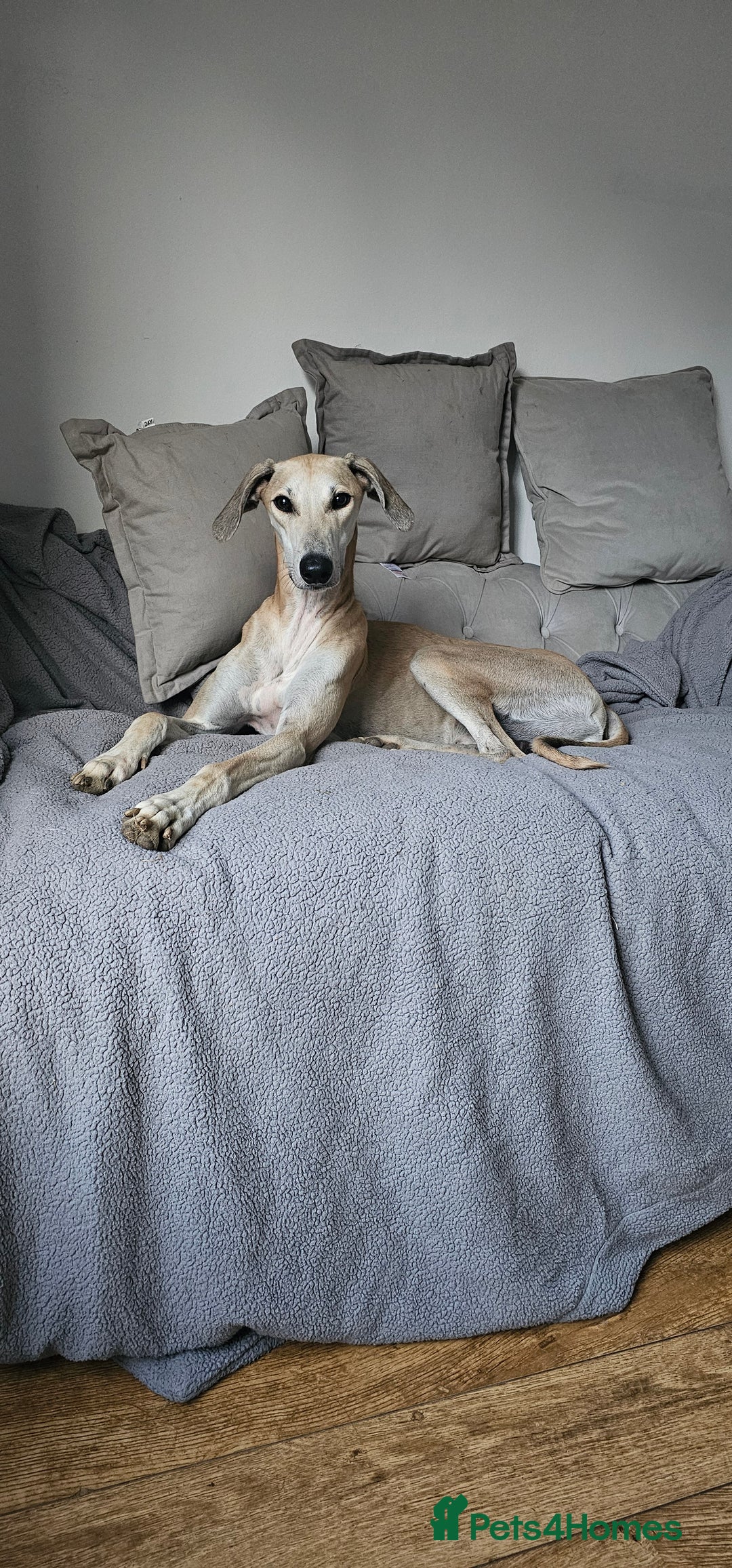 Greyhound dogs for sale: Greyhound  - Image 2