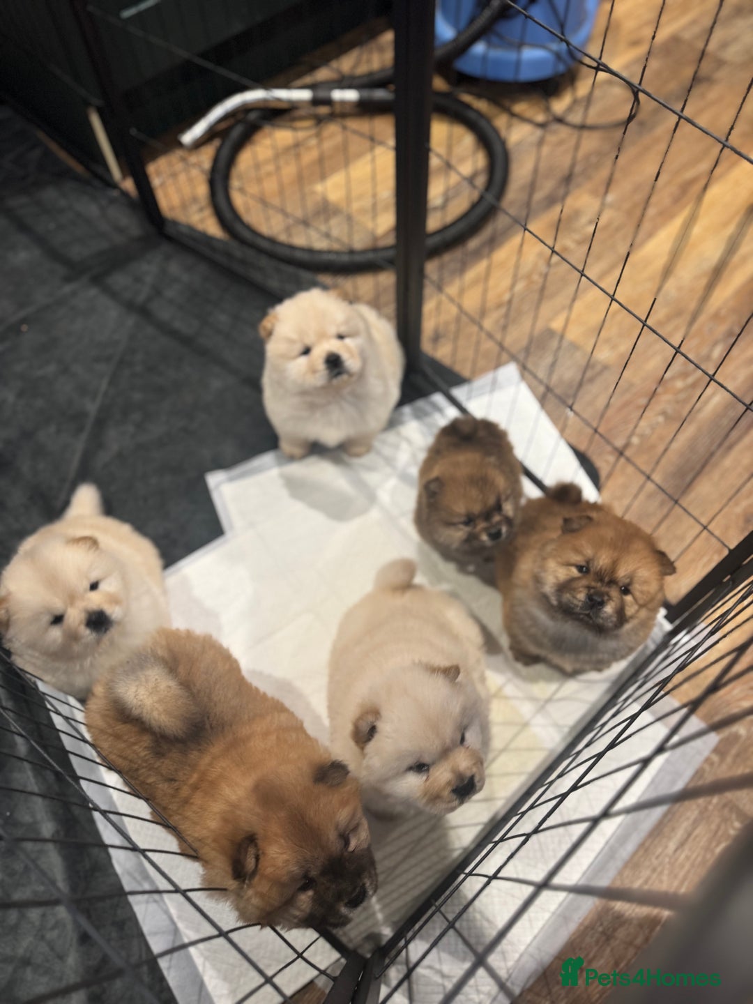 Chow Chow dogs for sale: CHOW CHOW PUPPIES  - Advert 11