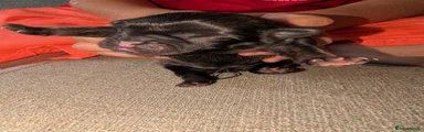 Frug 6
