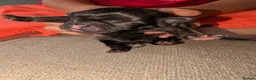 Frug dogs for sale: Beautiful litter of frugs - Advert 17