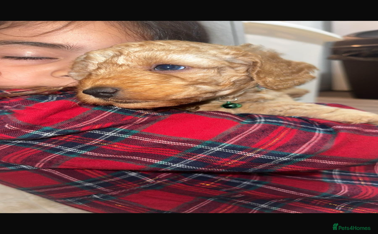 Cockapoo dogs - Advert 12