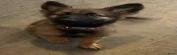 German Shepherd dogs for sale: Beautiful German shepherd cross Belgium shepherd  - Advert 16