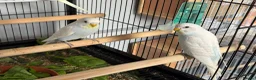 Budgerigars birds for sale: Breeding pairs budgies  - Advert 7